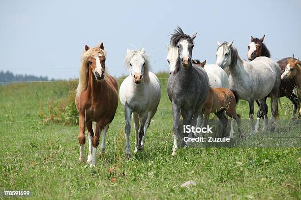 Foto de Lote De Welsh Ponnies Correndo Juntos Em Pasturage e mais fotos de stock de Alazão - Cor de Cavalo - Alazão - Cor de Cavalo, Animal, Animal doméstico