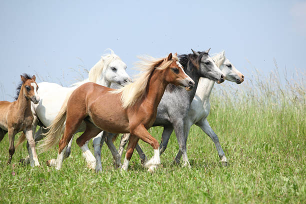 Batch of welsh ponnies running together on pasturage Batch of nice welsh ponnies running together on green pasturage welsh pony foal stock pictures, royalty-free photos & images