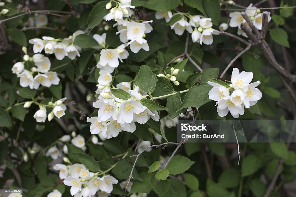 flowerses jasmine - Zbiór zdjęć royalty-free (Biały)