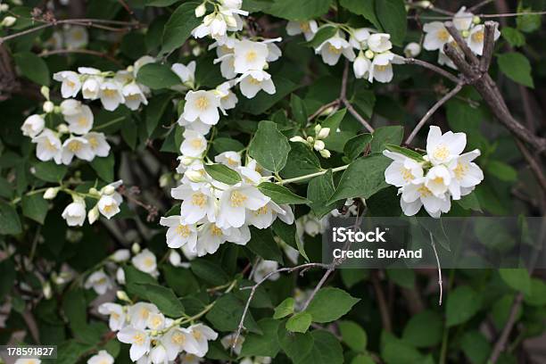 Flowerses Jasmine - zdjęcia stockowe i więcej obrazów Biały - Biały, Botanika, Bukiet