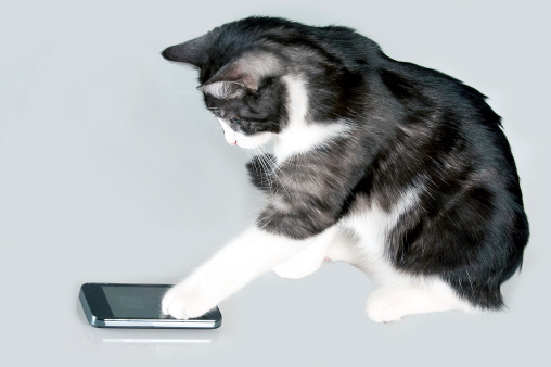 Cat answer the phone call. Kitty using a smartphone. Cat slide phone touch screen.