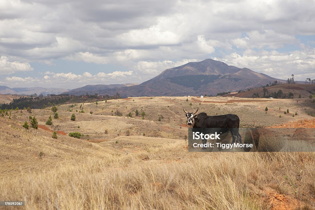 Malagasy Landschaft mit Zebu - Lizenzfrei Afrika Stock-Foto