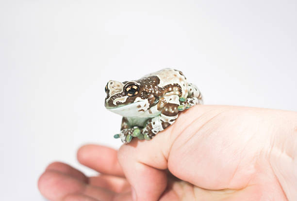 Trachycephalus resinifictrix on hand
