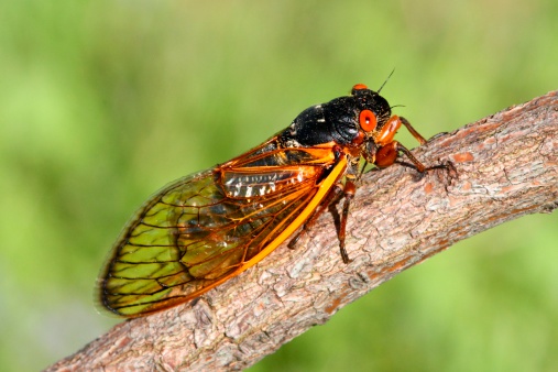 An European paper wasp take a little bit of sun in autumn in a garden.