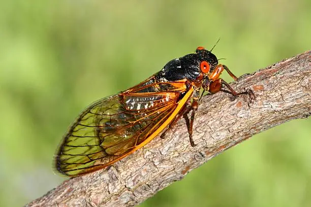 17 Year Cicada (Magicicada) perched on a stick with a green background
