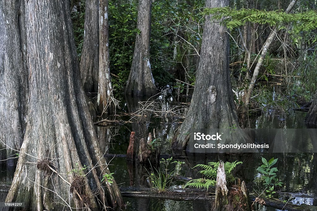 Big Cypress National Preserve in Florida, USA The cypress forest and the swamp during March from Kirby S. Storter park boardwalk Cypress Tree Stock Photo