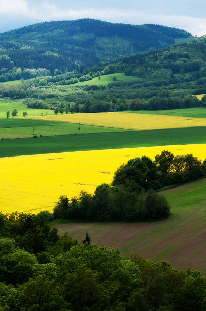 istock Yellow field rapeseed in bloom 178592246