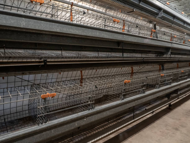 istock The empty laying cages in the chicken farm 1785922586