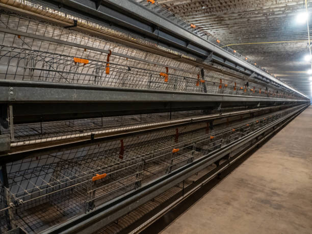 istock The empty laying cages in the chicken farm 1785922589