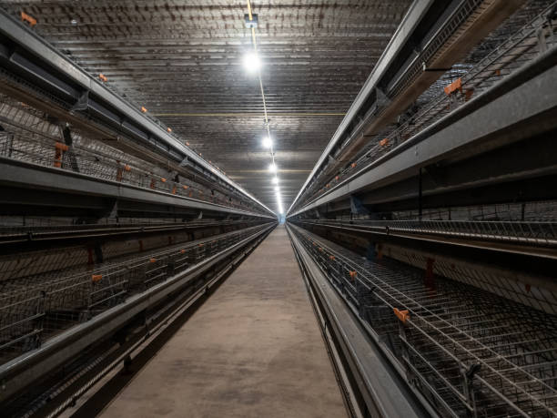 istock The empty laying cages in the chicken farm 1785922614
