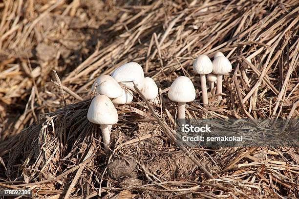 Foto de Cogumelos e mais fotos de stock de Alimentação Saudável - Alimentação Saudável, Amarelo, Cantharellus