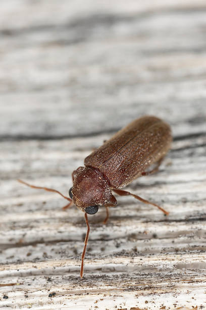 istock Anobium beetle on wood, extreme close-up 178592324