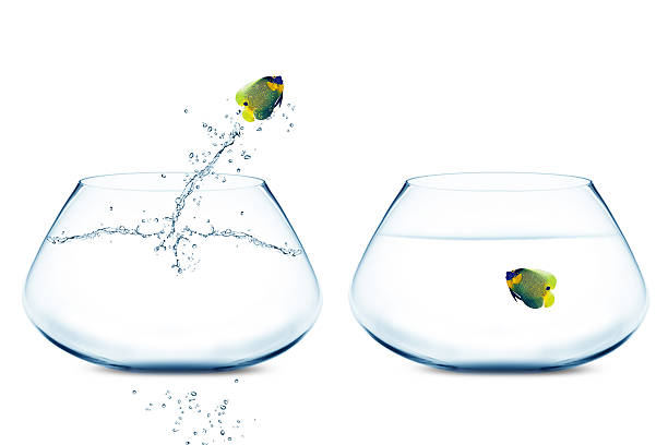 istock Angelfish jumbing to other bowl 178592357