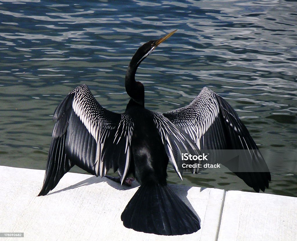 australian darter (bird - Foto de stock de Animal royalty-free