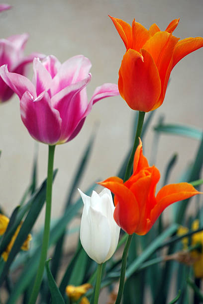 Lyon tulips stock photo