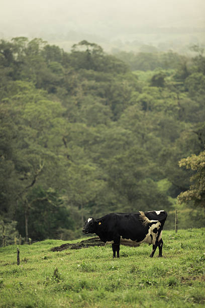 istock Single cow on a grass field in the mountains 178593179