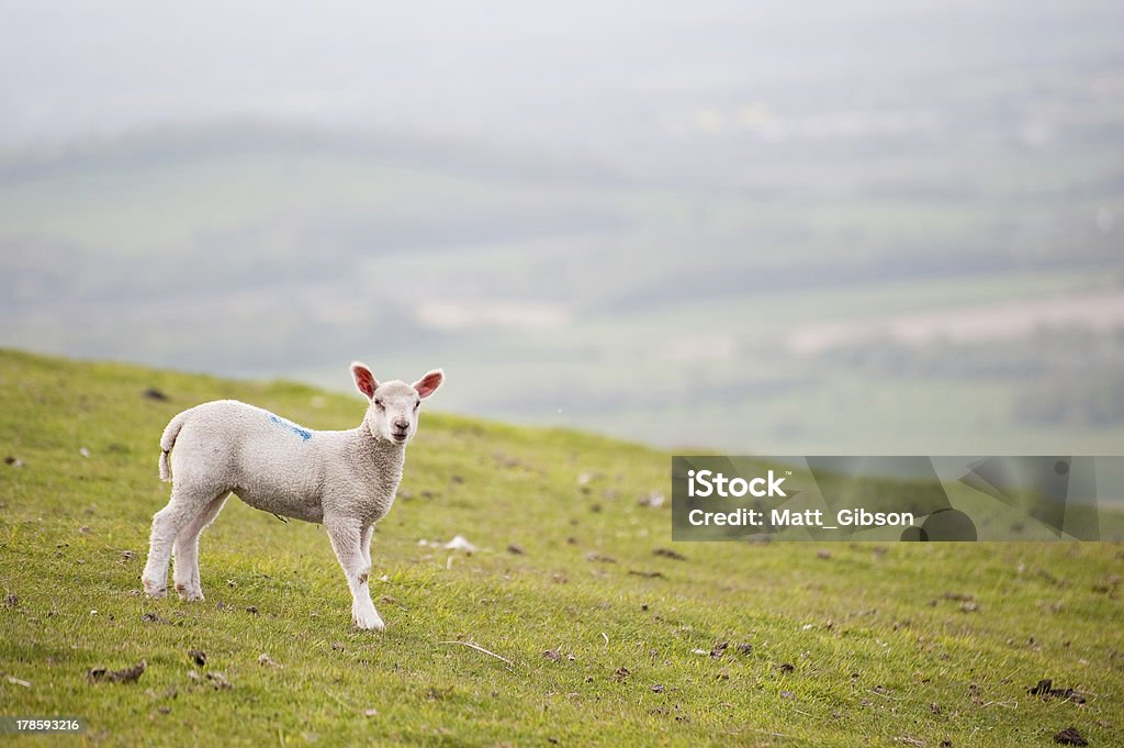 Agnello di primavera, paesaggio rurale, fattoria - Foto stock royalty-free di Agnello - Animale