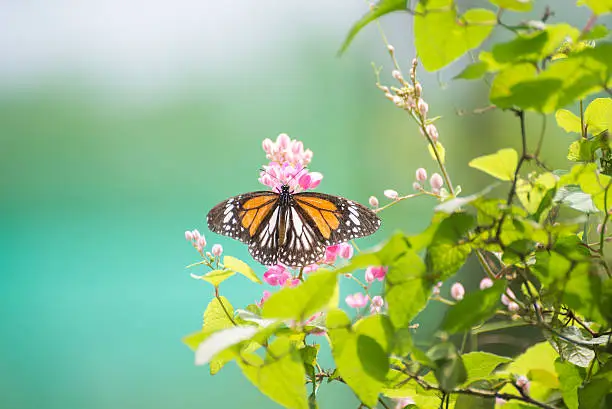 Black Veined Tiger Butterfly, Danaus Melanippus Hegesippus, basking in the sun on pink Coral Vine on a sunny day