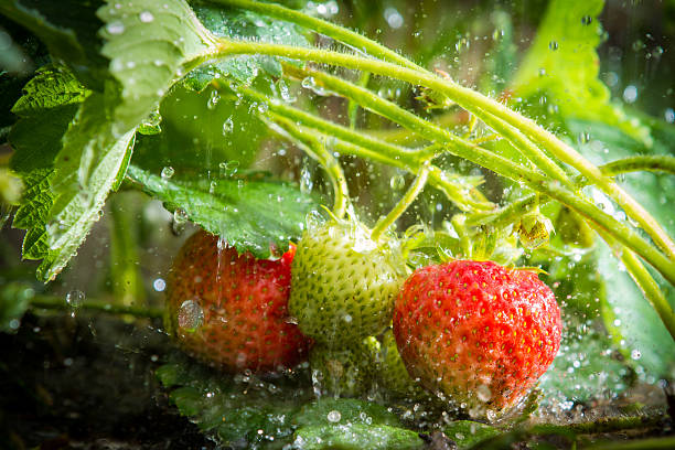 Free Stock Photo of Unripe strawberries close-up with water drop ...