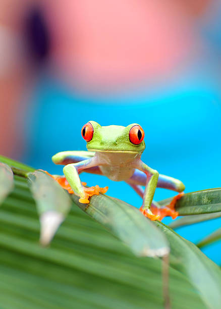 istock Red-eyed Tree Frog, Costa Rica 178593857