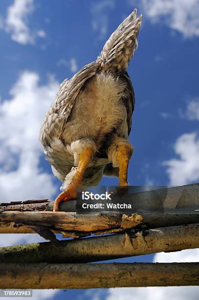 Foto de Costas De Frango e mais fotos de stock de Galinha - Ave doméstica - Galinha - Ave doméstica, Nádega, Agricultura