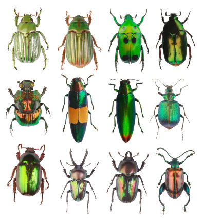 beetles collection isolated on a white