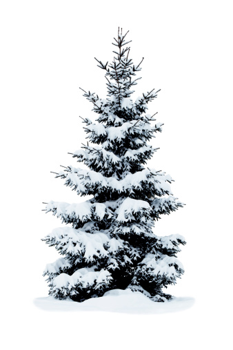 Christmas tree covered with snow isolated on white background.