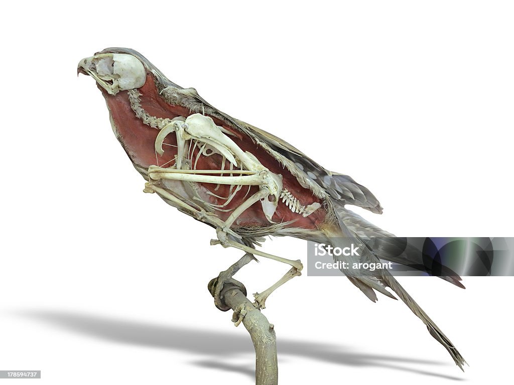 Stuffed falcon bird with skeleton inside isolated over white Stuffed falcon bird with skeleton inside isolated over white background Bird Stock Photo