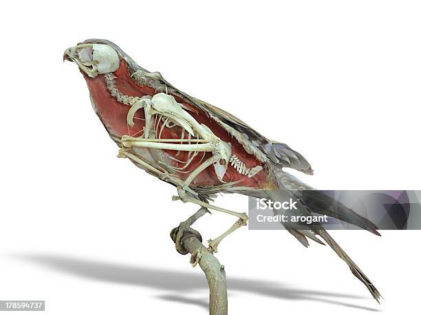 Stuffed Falcon Bird With Skeleton Inside Isolated Over White Stock Photo - Download Image Now