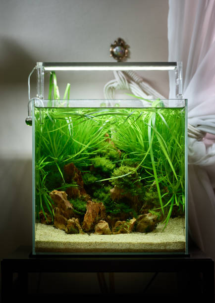 istock Small cubic aquascaping aquarium with live plants and rocks 1785948603