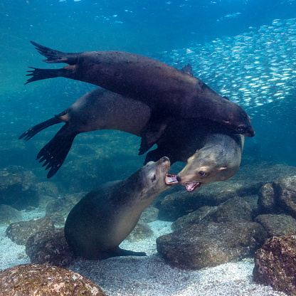 Eye level with a bull sea lion & two other female Sea lions (Otariinae) near the surface. Blue sea and Sardines behind & surface waves above. Taken at Los Islotes, Mexico.