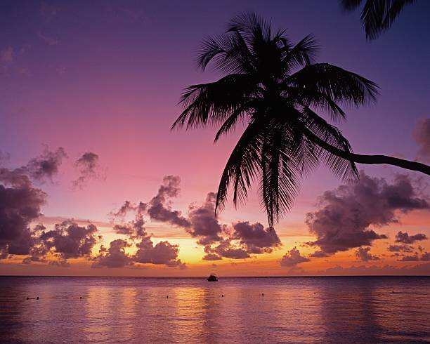 Palm tree against sunset, Tobago. Palm Tree silouetted against a sunset with a boat in the bay, Pigeon Point, Tobago, Trinidad & Tobago, Caribbean, West Indies tobago stock pictures, royalty-free photos & images