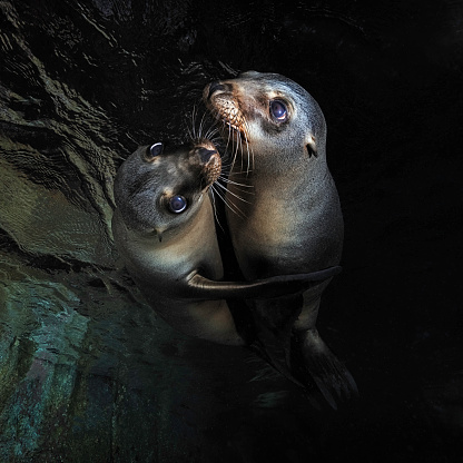 Eye level with two Sea lion pups (Otariinae) in a cave. Cave wall behind & surface reflection above. Taken at Los Islotes, Mexico.