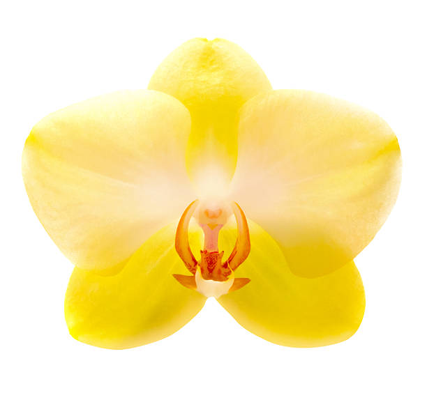 Yellow orchid stock photo