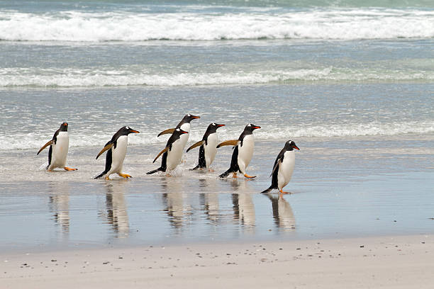gentoo ペンギンワドルの海 - penguin walking water adult ストックフォトと画像