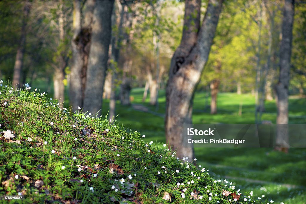 park with wood anemone flowers park with green grass, wood anemone and old trees in spring Anemone Flower Stock Photo
