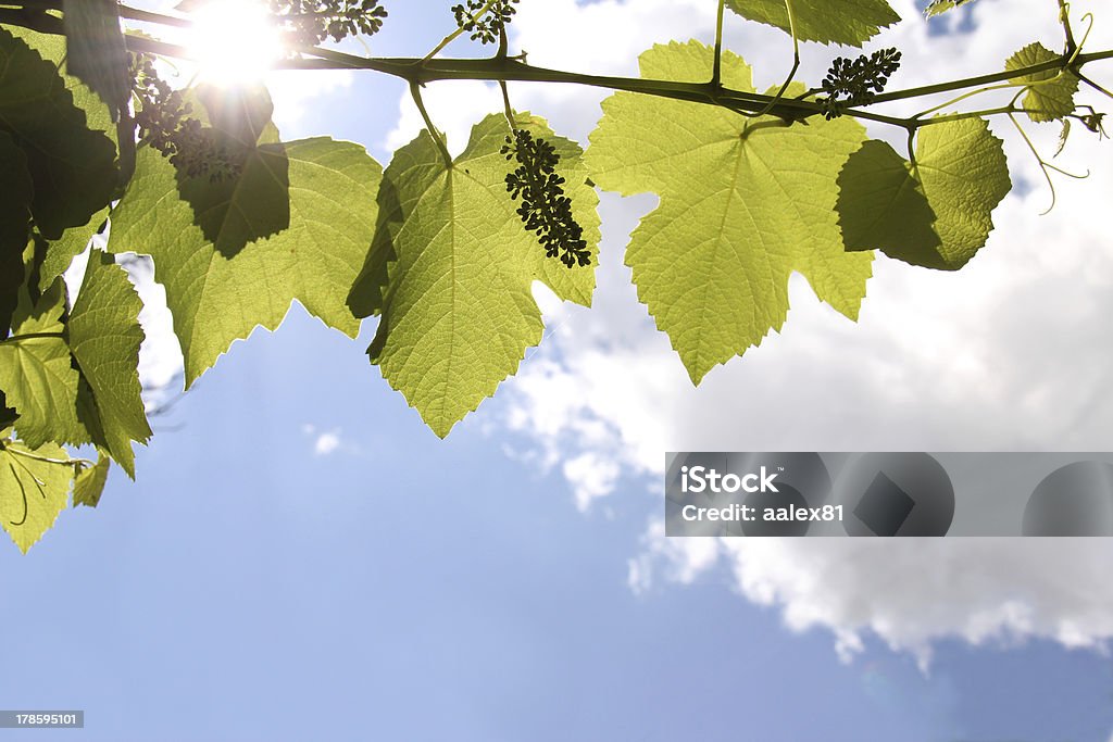 Belle feuilles de vigne - Photo de Bleu libre de droits