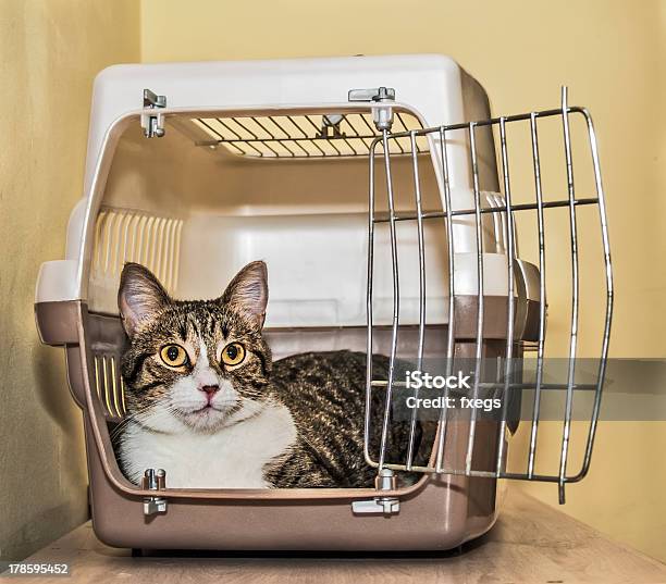 Caixa De Gato - Fotografias de stock e mais imagens de Gato domesticado - Gato domesticado, Transportador, Felino
