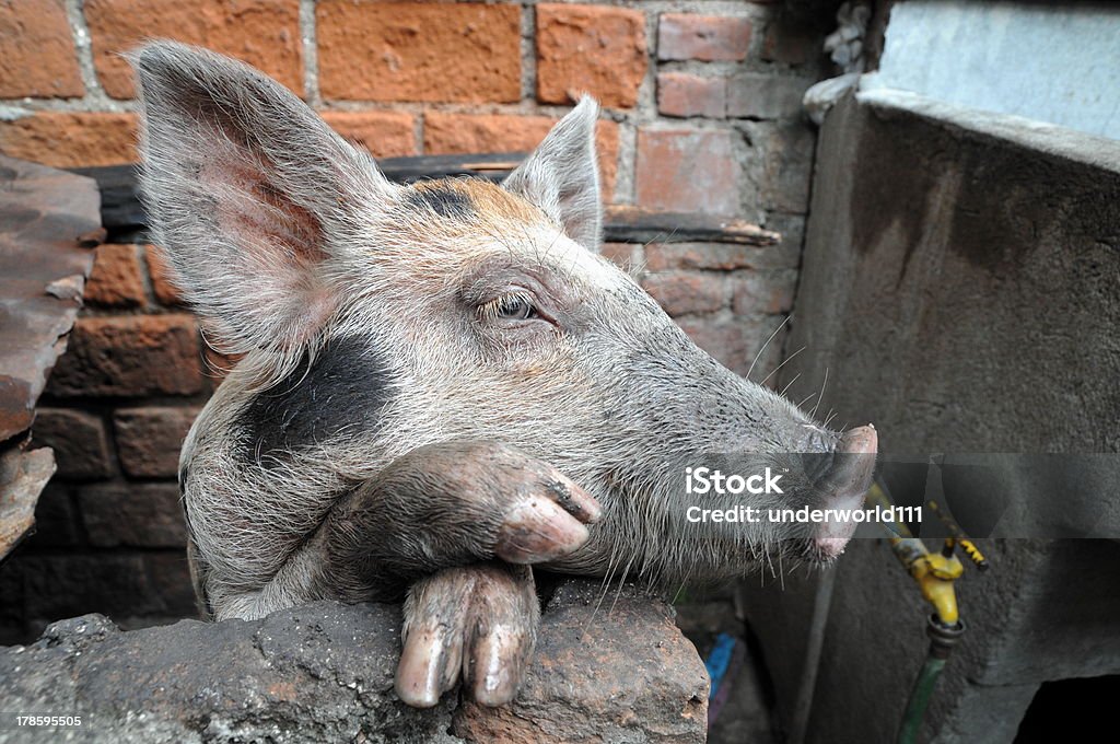 돼지 재미있는 - 로열티 프리 가축우리 스톡 사진