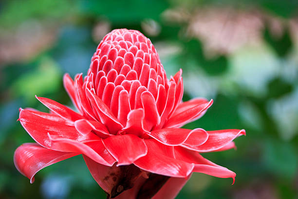 rouge etlingera elatior - torch ginger photos et images de collection