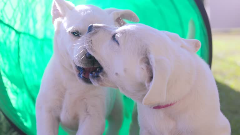 Day 61 Agility -  White Lab Puppies Learning How to Run Through Tunnel - Happy Playful Dogs