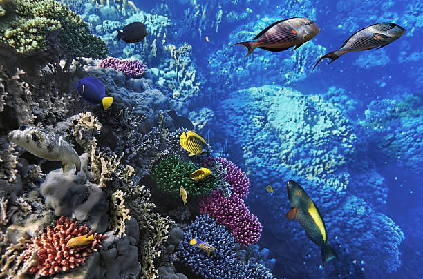 istock Coral and fish in the Red Sea.Egypt 178595988