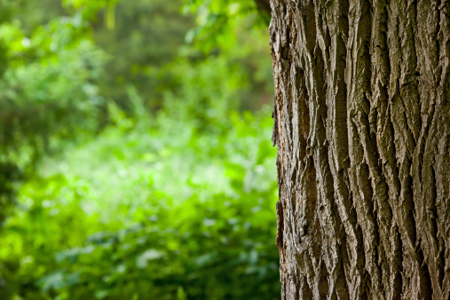 A photo of a tree trunk in a forest, with white bark and black spots. The tree trunk is surrounded by dry leaves and twigs, with small green plants growing around it. The background shows trees and foliage