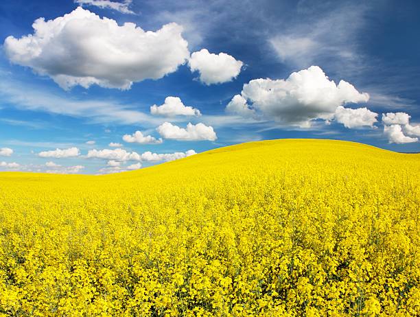 istock field of rapeseed with beautiful cloud 178596150