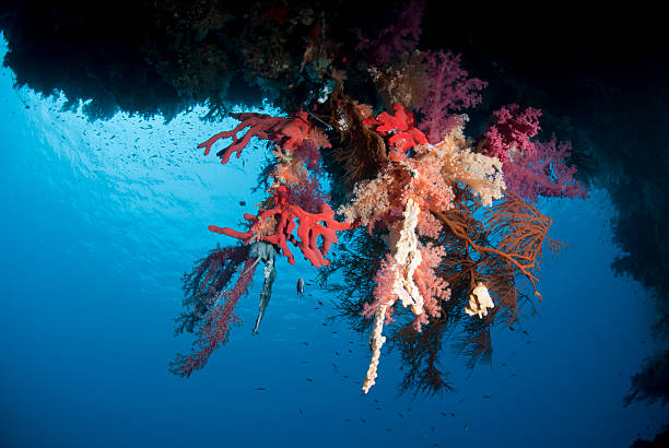 istock Vibrant and colourful underwater tropical coral reef scene. 178596159