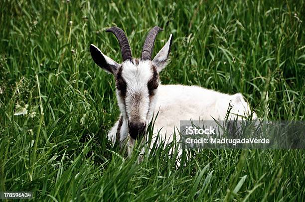 염소 라잉 In The Grass 가축에 대한 스톡 사진 및 기타 이미지 - 가축, 경관, 농장