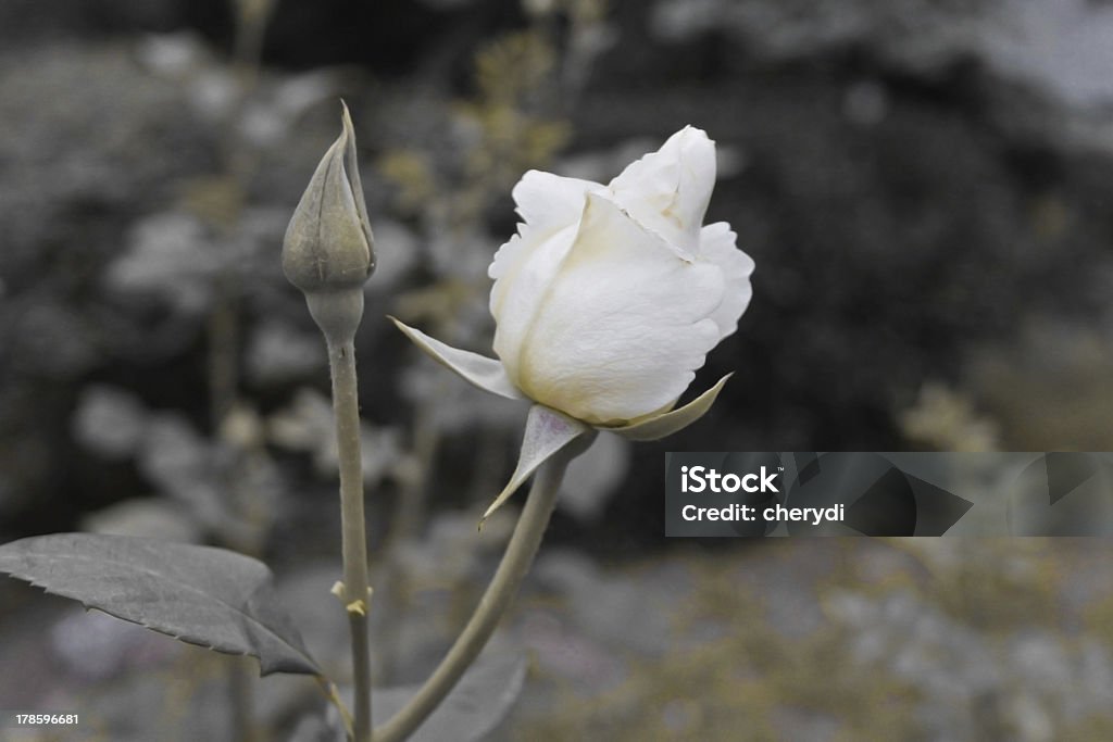 White rosa - Foto de stock de Aire libre libre de derechos