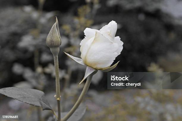 White Rosa Foto de stock y más banco de imágenes de Aire libre - Aire libre, Amor - Sentimiento, Belleza
