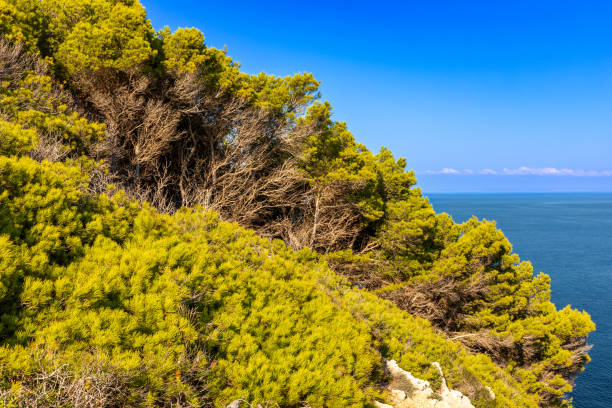 istock Pine trees at the coast, Mallorca 1785967661