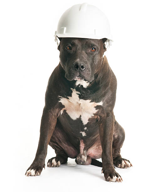 Dog in the helmet stock photo